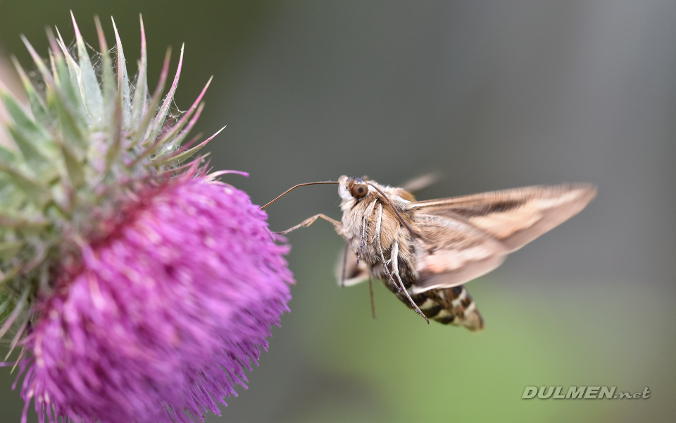 Humming-bird Hawk-moth (Macroglossum stellatarum)